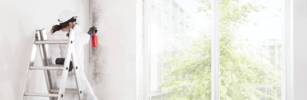 Best Mold Removal for HVAC Installations  in Casas Adobes, AZ